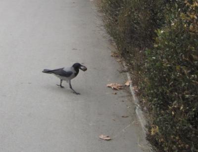 Прикрепленное изображение: Ворона с орехом.2.JPG